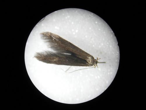 Coleophora serratella